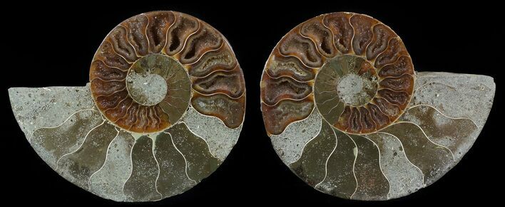Bargain, Sliced Fossil Ammonite Pair #51480